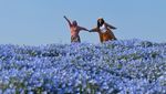 Bukit Penuh Bunga Instagenic di Jepang: Hitachi Seaside Park