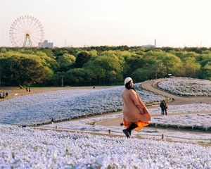 Bukit Penuh Bunga Instagenic di Jepang: Hitachi Seaside Park