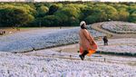 Bukit Penuh Bunga Instagenic di Jepang: Hitachi Seaside Park