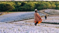 Hitachi Seaside Park di Ibaraki, Jepang.