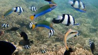 Asiknya bercengkrama dengan ikan-ikan lucu bersama pasangan (Ivan Batara/ACI)