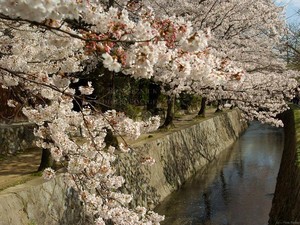 Bulan Maret, Bulan Mekarnya Sakura di Kyoto