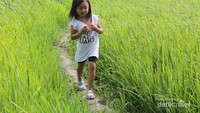 Padi yang tumbuh subur