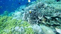 Kindahan terumbu karang di bawah laut Bunaken