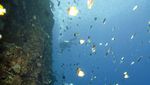 Bunaken yang Keren!