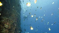 Terumbu karang yang terjal vertikal (indonesia.travel)