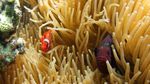 Bunaken yang Keren!