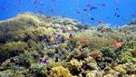 Bunaken yang Keren!