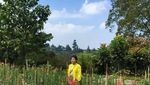 Bunga-Bunga Cantik di Grace Rose Farm Lembang