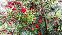 Tanaman buah unik dengan rasa buah yang manis