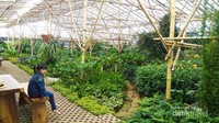 Taman yang dipenuhi dengan tumbuhan khas hutan  hujan