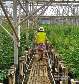 Bunga-Bunga Cantik di Grace Rose Farm Lembang