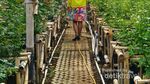 Bunga-Bunga Cantik di Grace Rose Farm Lembang