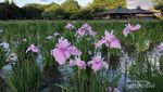 Bunga Ini Bikin Tokyo Makin Cantik