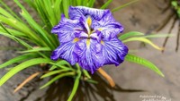 Bunga iris di festival