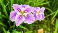 Bunga iris di festival
