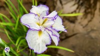 Bunga iris di festival