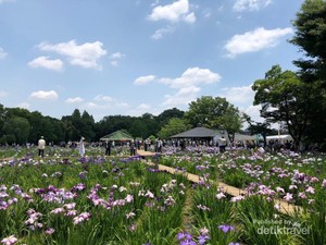 Bunga Ini Bikin Tokyo Makin Cantik