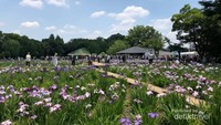 Festival bunga iris di Higashimurayama, Tokyo