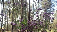 Verbena brasiliensis vell