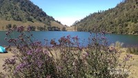 Kini tumbuh di sekitaran Ranu Kumbolo