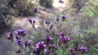 Keindahan bunga Verbena Brasiliensis Vell