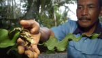 Butterfly Park, Alternatif Wisata Dekat Candi Borobudur