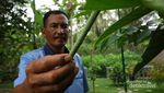 Butterfly Park, Alternatif Wisata Dekat Candi Borobudur