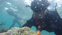 Finding nemo at pahawang