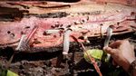 Cacing Bergigi Ini Jadi Camilan Warga Papua!