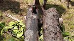 Cacing Bergigi Ini Jadi Camilan Warga Papua!