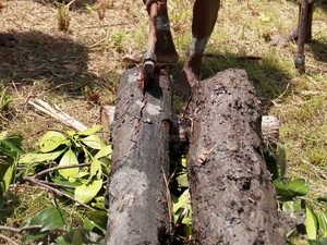 Cacing Bergigi Ini Jadi Camilan Warga Papua!