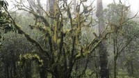 pohon bonsai ditempat ini sudah berlumut dan tua sehingga menghasilkan keindahan tersendiri bagi kalian yang melihatnya