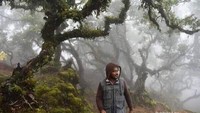 Hutan bonsai yang berumur sekitar ratusan tahun