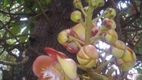 Bunga Sal atau Canon Ball flower yang cantik