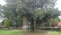 Pohon Bodhi yang tumbuh di sebelah Candi Mendut