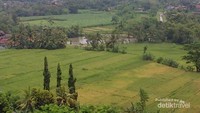 Hamparan permadani sejauh mata memandang