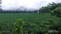 Sejuk sepanjang mata memandang