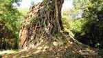 Candi Tua Berlilitkan Pohon yang Misterius