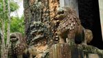 Candi Tua Berlilitkan Pohon yang Misterius
