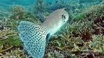 Cantik dan Lucu tapi Mematikan, Itulah Ikan Fugu