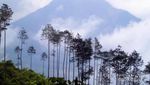 Cantik Eksotik dari Semarang & Magelang, Gunung Telomoyo