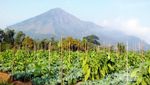 Cantik Eksotik dari Semarang & Magelang, Gunung Telomoyo