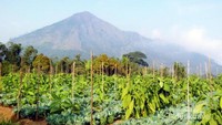 Perkebunan di kaki gunung