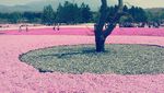 Cantik! Kaki Gunung Fuji Jadi Pink saat Festival Bunga Shibazakura