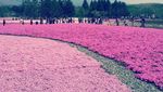 Cantik! Kaki Gunung Fuji Jadi Pink saat Festival Bunga Shibazakura