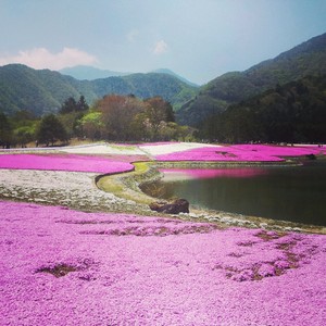 Cantik! Kaki Gunung Fuji Jadi Pink saat Festival Bunga Shibazakura