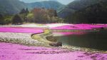 Cantik! Kaki Gunung Fuji Jadi Pink saat Festival Bunga Shibazakura