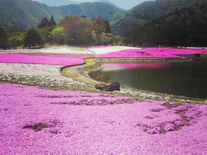 Cantik! Kaki Gunung Fuji Jadi Pink saat Festival Bunga Shibazakura