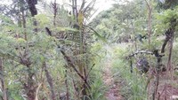 Trekking menuju Pantai Ngrumput